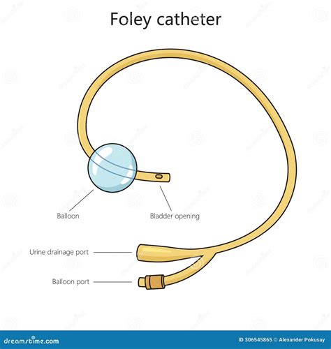 Urinary Catheter Structure Diagram Medical Science Stock Illustration