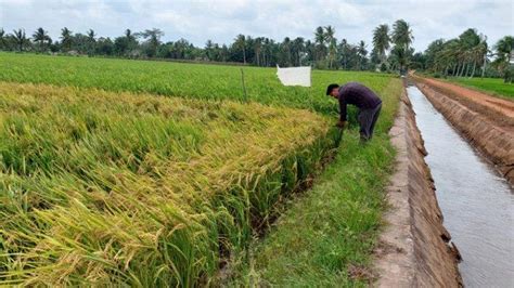 Keluhkan Keterlambatan Pendistribusian Pupuk Subsidi Triyono Terpaksa