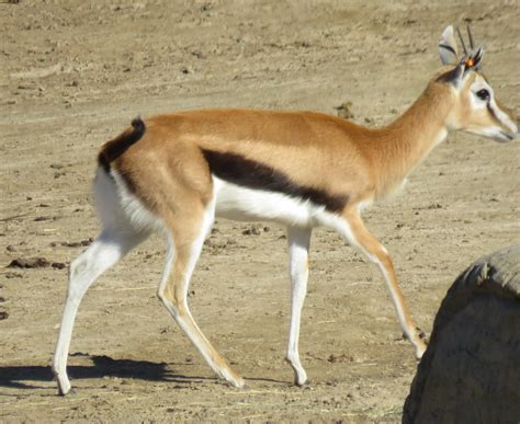 Thomson's gazelle - ZooChat