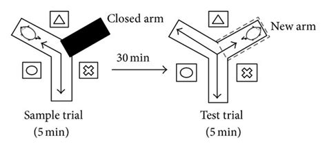 Evaluation of the modified Y-maze test of OBX-induced spatial working ...