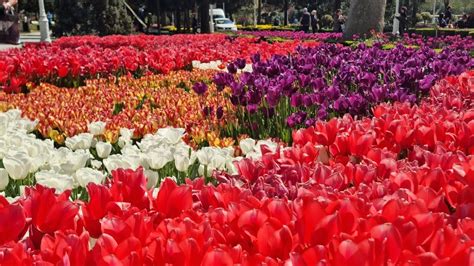 Göztepe 60 Yıl Parkı nda Lale Şöleni Tulip Festival in Göztepe Park