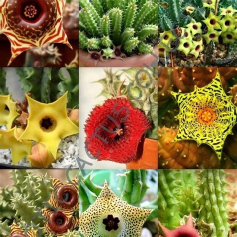 Succulent Seeds Mix Etsy