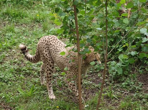 Chester Zoo Cheetahs Nigel Swales Flickr