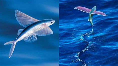 incredible flying fish  fish   jump   ocean waters