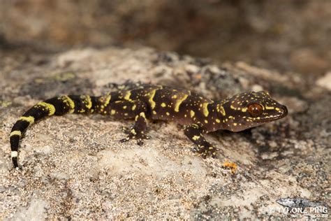 Tyrone Ping On Twitter Afroedura Hawaquensis Hawaqua Flat Gecko