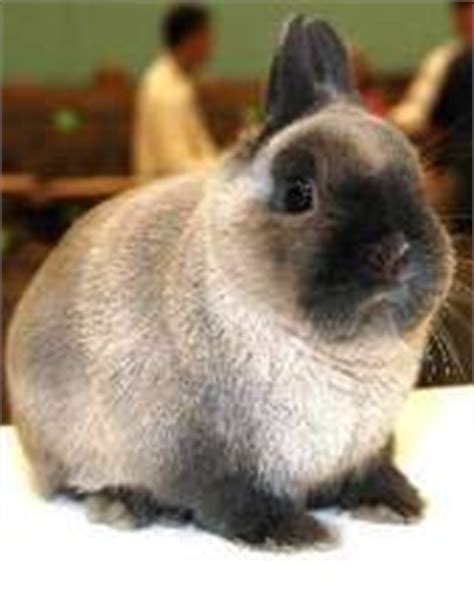 Netherland Dwarf Breed Information - Super Star Bunnies