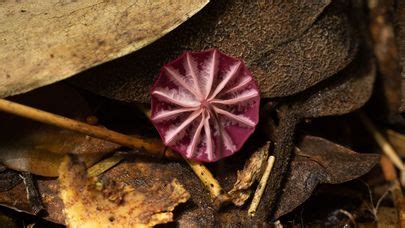 Marasmius Haematocephalus The Ultimate Mushroom Guide