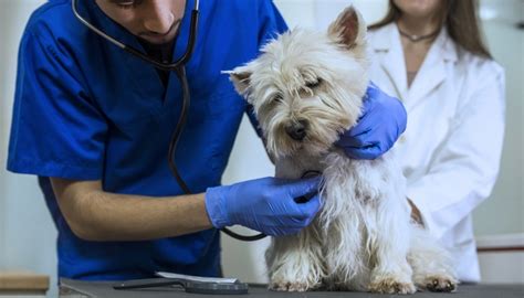 8 Causes of Bloody Diarrhea in Dogs, Best Treatments and a Case-Study