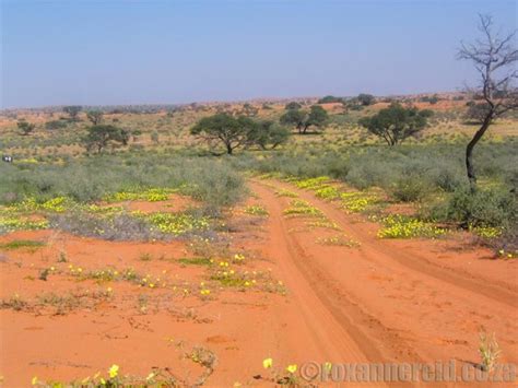 The Kgalagadi Transfrontier Park What You Need To Know Africa Travel