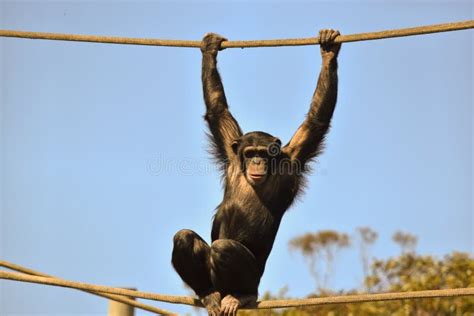 Young Chimpanzee Standing Up Like A Human - Simia Stock Image - Image ...