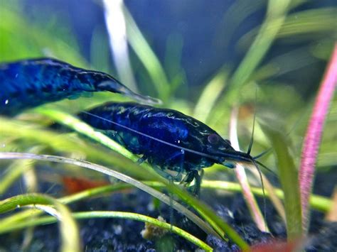 Blue Diamond Neocaridina Shrimp