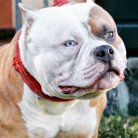 Best Extreme Build Pocket American Bully Breeder | Texas Size Bullies ...