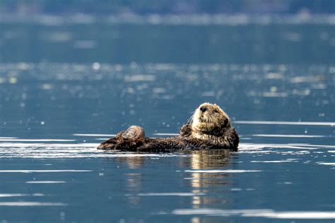 UnCruise-Alaska-Sea-otter - Sunstone Tours & Cruises