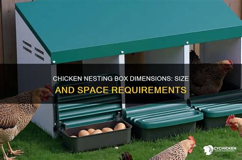 chicken nesting box dimensions size  space requirements cychicken