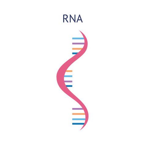 Rna Strand Illustrations Illustrations Royalty Free Vector Graphics