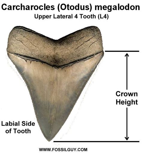 Fossilguy The Size Of The Megalodon Shark Megalodon Tooth Size