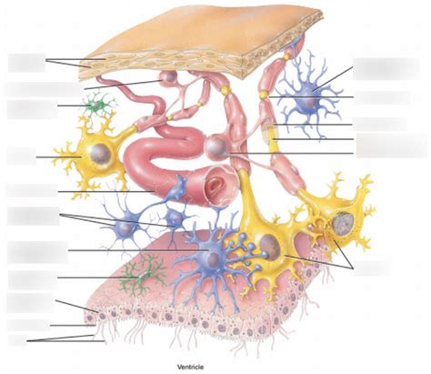 Neuroglia Of The Cns Diagram Quizlet