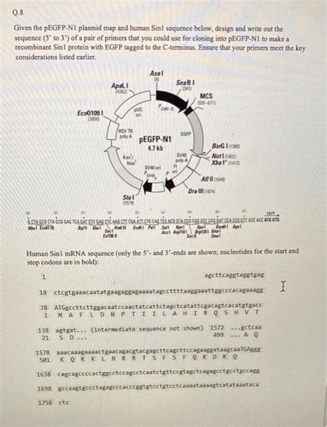 Solved Given The Pegfp N Plasmid Map And Human Sinl Chegg