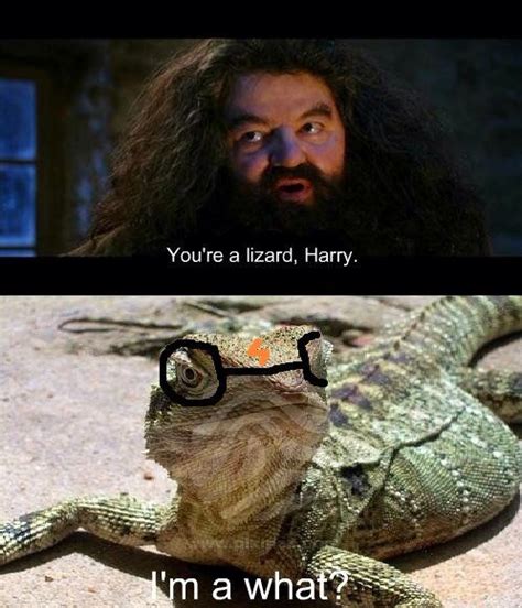 Youre A Lizard Harry Harry Potter Funny Harry Potter Harry Potter