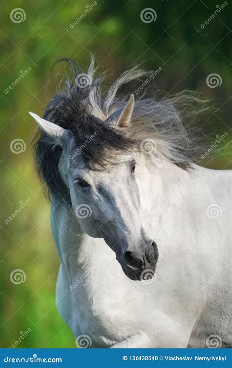 White Andalusian horse stock photo. Image of andalusian - 136438540