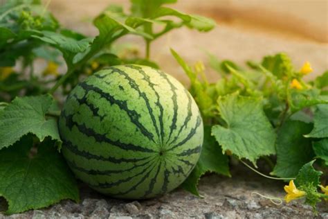 Planting Watermelons Expert Tips Plantura