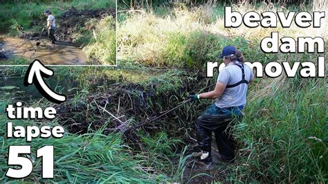 Beaver Dam Removal No 51 Time Lapse Version Muddy Work YouTube