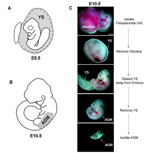 Isolation Of Murine Embryonic Hemogenic Endothelial Cells Pmc