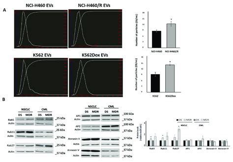 Analysis Of Evs Release By Drug Sensitive Nci H And K And Mdr