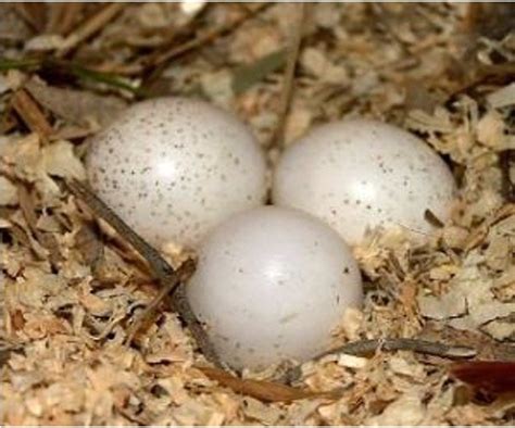 Owl Eggs Description Images And Fun Facts I Owlsfact