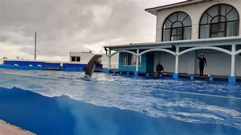 Acuario De Veracruz Veracruz Reserva De Entradas Y Tours Getyourg