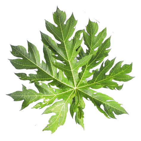 Papaya Leaves, Pawpaw Leaf, Green Leaves, Papaya PNG Transparent ...