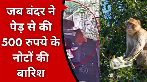 Rampur Monkey Monkey Robbed