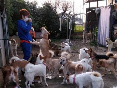 多頭飼育崩壊で家に犬60匹 Npo、保護施設建設に支援求める 犬・猫との幸せな暮らしのためのペット情報サイト「sippo」