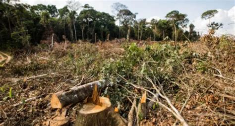 Brasil O Pa S Que Mais Desmata Florestas Tropicais No Mundo Diz Ong