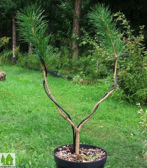 Pin De Max Muster En Garten Niwaki Arboles Planta Plantas Vivero