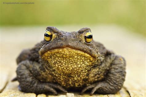 Plague of Frogs: Is it Possible? - DOES GOD EXIST? TODAY