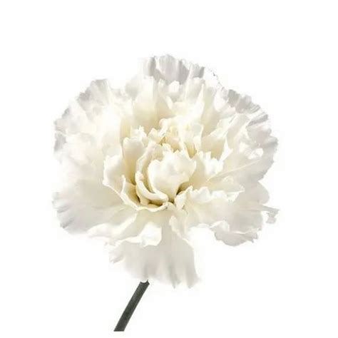 White Carnation Flower at Rs 50/bunch | Wilson Garden | Bengaluru | ID ...