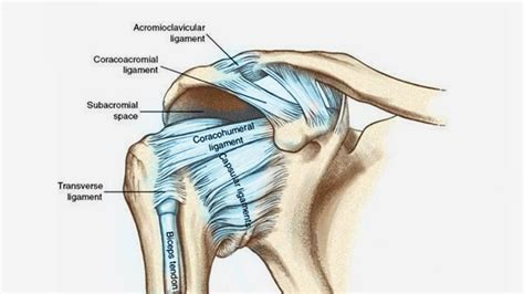 Neer Test For Subacromial Impingement Pilates Therapy