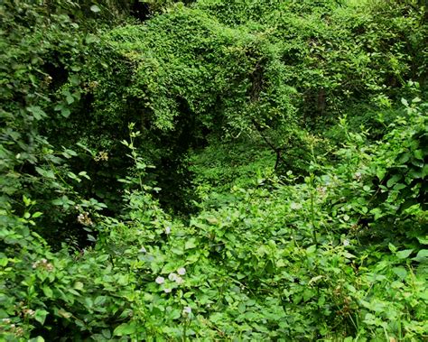 Blackberry (Rubus species) - Tualatin SWCD - Washington County