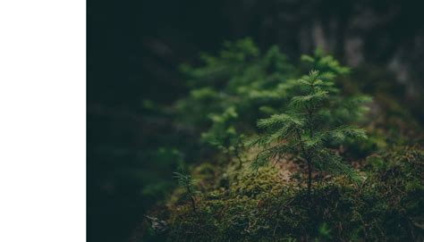 Thermostahl România | Cazane | Șeminee | Sisteme Solare
