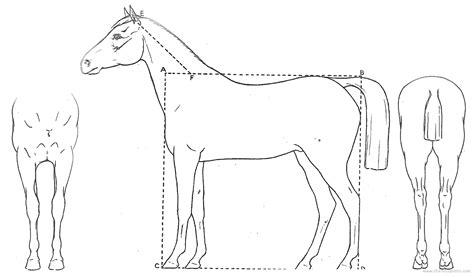 Horse blueprints free - Outlines