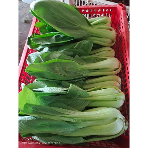 Jual Sayur Pakcoy Hidroponik Sawi Daging Sawi Sendok Kg Shopee Indonesia