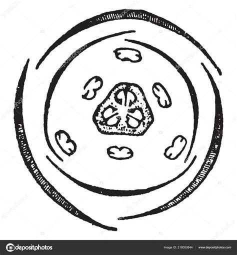 Figure Shows Symmetrical Trimerous Flower Fritillary Having Three Divisions Two Stock Vector by ...