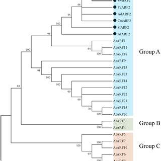 Sequence Analysis Of GhARF2 Protein In Upland Cotton A Physicochemical