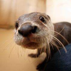 43 Cute otter pfp ideas | otters cute, otters, cute little animals