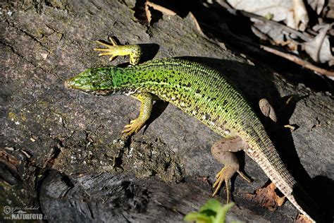 Green Lizard Photos, Green Lizard Images, Nature Wildlife Pictures | NaturePhoto