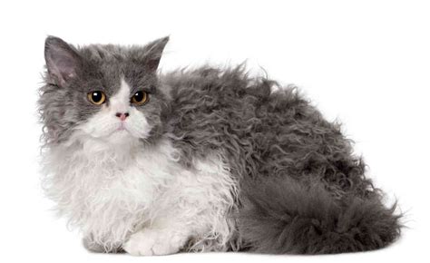 Selkirk rex cat, Cat Breeds information