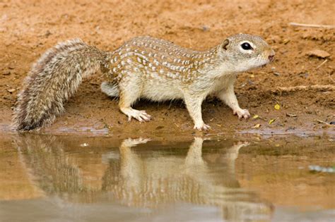 Mexican Ground Squirrel (Spermophilus mexicanus)