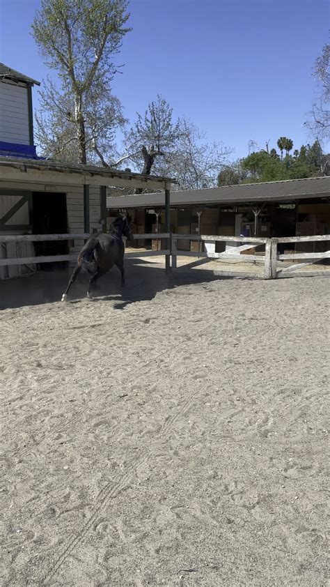 Here’s her gallop. : r/Equestrian