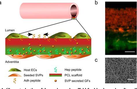 Figure From Pericyte Seeded Dual Peptide Scaffold With Improved